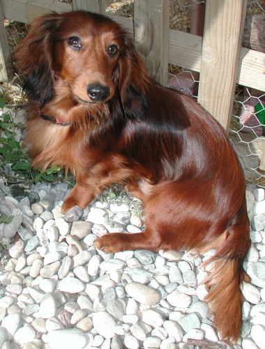 Bobby im Garten